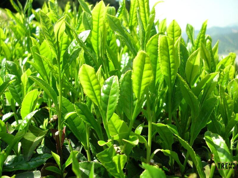 1200px-Green_tea_leaves.jpg